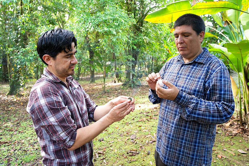 Researchers picking up pollen using tape on the beak of a Rufous-tailed hummingbird as part of a pollination study, rainforest at the "La Selva" research station in Puerto Viejo de Sarapiqui, Costa Rica