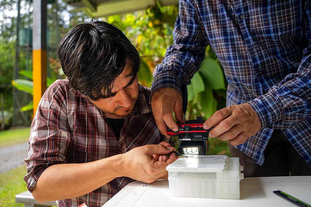 Researcher photographing a 2.6 gram Stripe-throated Hermit hummingbird as part of a pollination study, rainforest at the "La Selva" research station in Puerto Viejo de Sarapiqui, Costa Rica