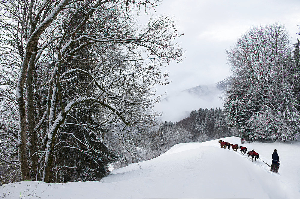 Dog sledding in the Alps, Samoens, Haute-Savoie, France