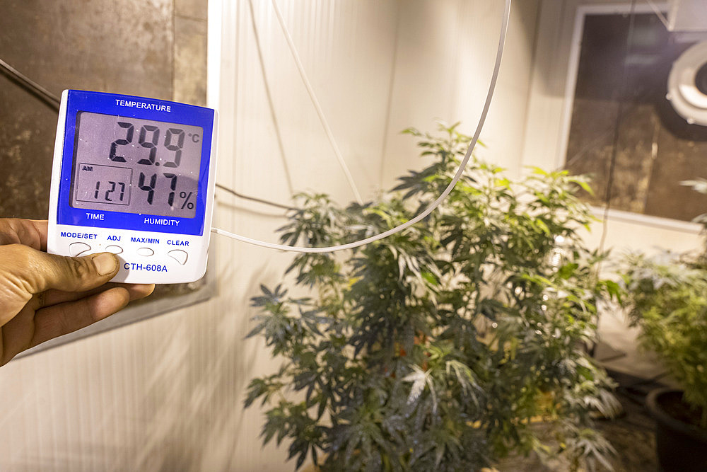 CBD producer or cannabiculturist (cannabidiol) checking temperature and hygrometry in a container where are located its reproductive plants lit by sodium lamps 18 hours a day, Montagny, France