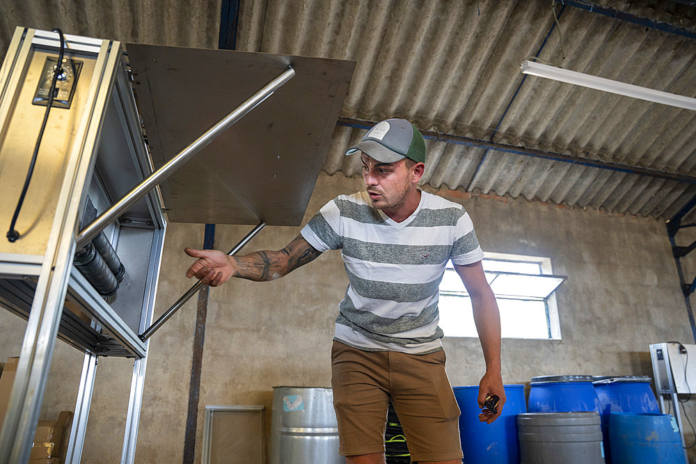 Stable of a CBD (cannabidiol) producer or cannabiculturist who also has cows and who dries the hemp flowers in the stable. The cows are outside at the time of the drying of the cannabis buds, Montagny, France.