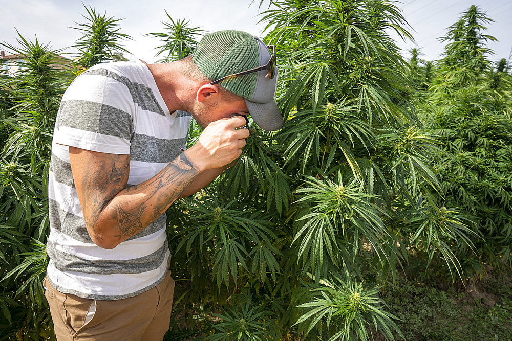 CBD (cannabidiol) producer or cannabiculturist monitoring with a specific magnifying glass the development of trichomes before harvesting hemp heads, Montagny, France