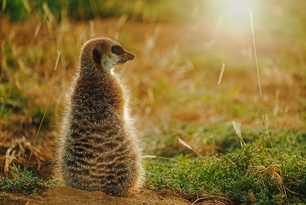 A meerkat or suricate (Suricata suricatta) in the early morning light. Cradock, Eastern Cape. South Africa.