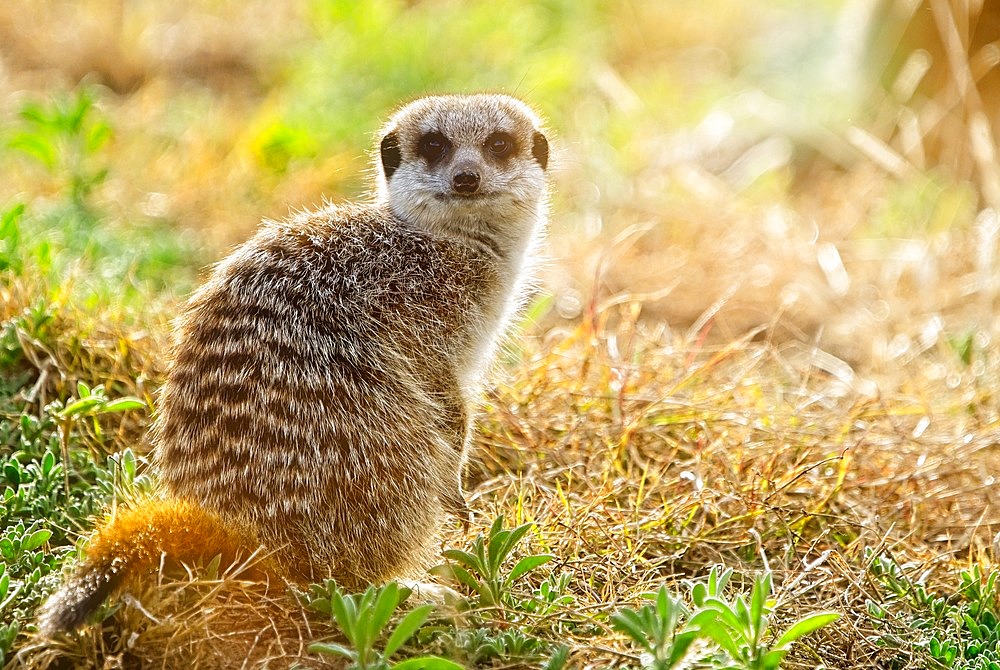 A meerkat or suricate (Suricata suricatta) in the early morning light. Cradock, Eastern Cape. South Africa.