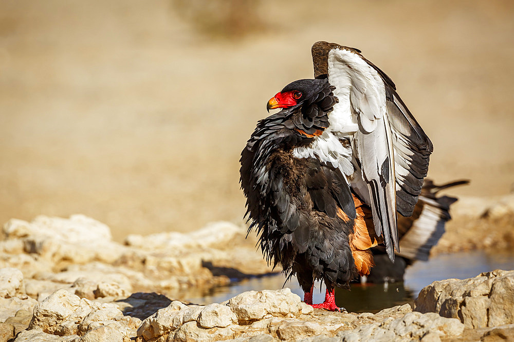 Bateleur Eagle in loving parade in Kgalagadi transfrontier park, South Africa ; Specie Terathopius ecaudatus family of Accipitridae