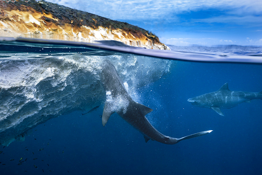 Tiger shark (Galeocerdo cuvier) eating a whale carcass drifting off Mayotte