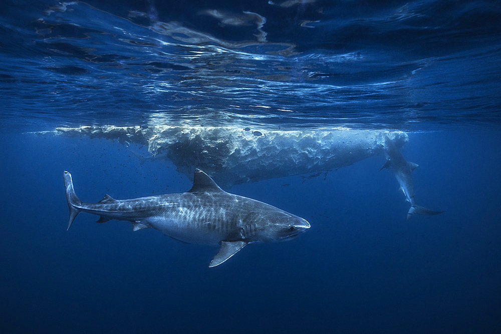 Tiger shark (Galeocerdo cuvier) eating a whale carcass drifting off Mayotte