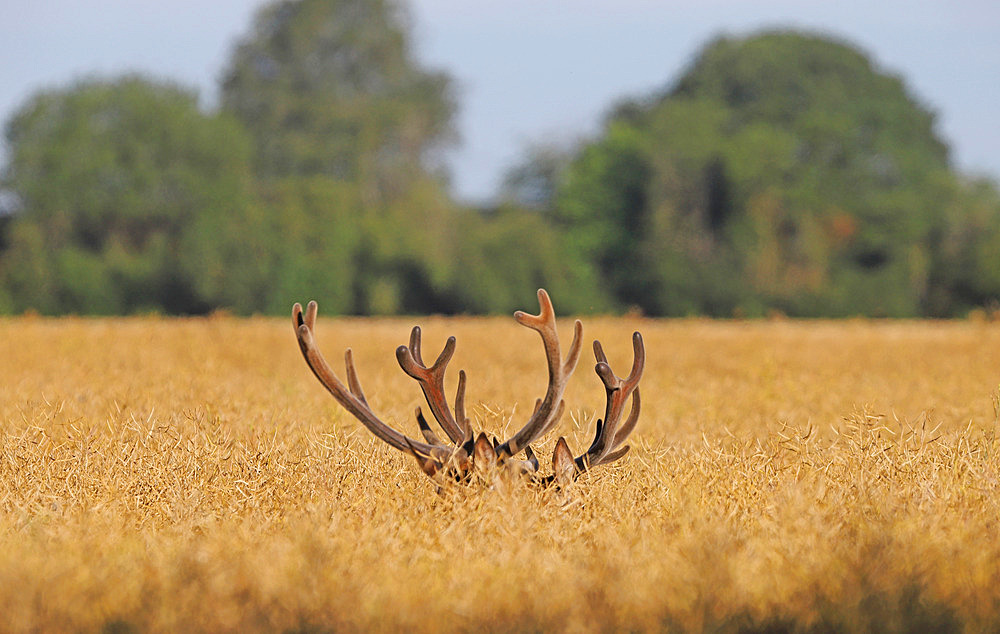 Red deer (Cervus elaphus) antlers protruding from an oilseed rape field, Haute Vallee de Chevreuse. France.