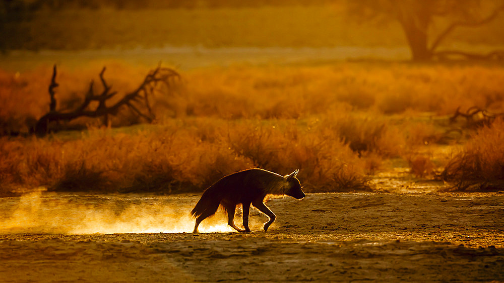 Brown hyena walking in backlit at dusk in Kgalagadi transfrontier park, South Africa; specie Parahyaena brunnea family of Hyaenidae