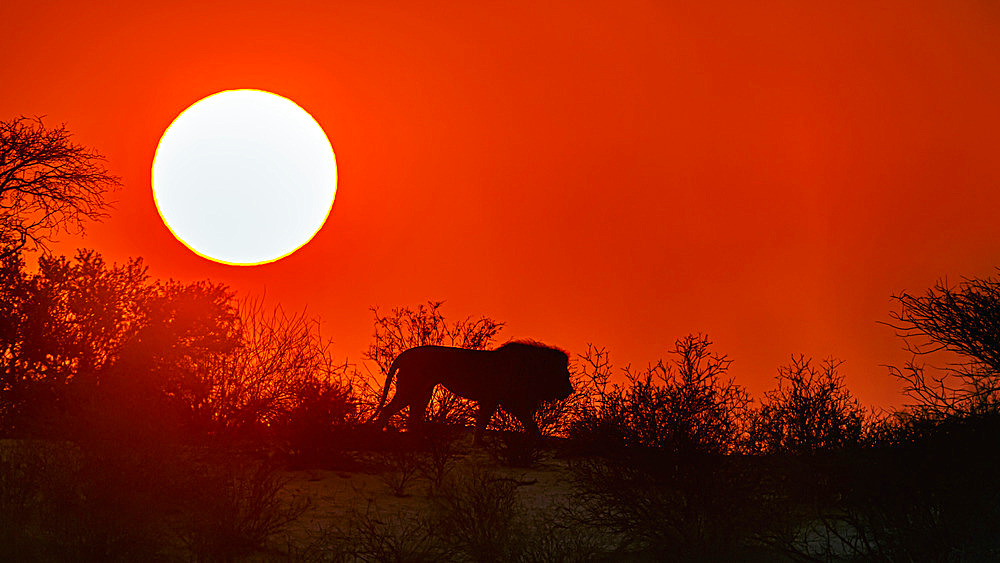 African lion walking on top of dune at sunrise in Kgalagadi transfrontier park, South Africa; Specie panthera leo family of felidae