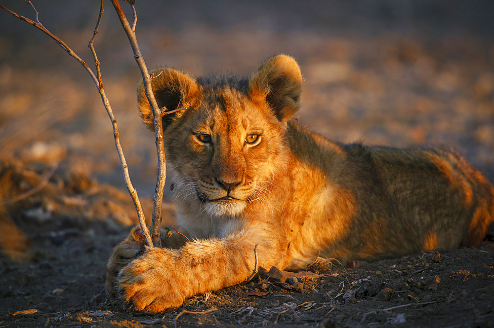 Lion (Panther leo) cub in late afternoon light. Mashatu, Northern Tuli Game Reserve. Botswana