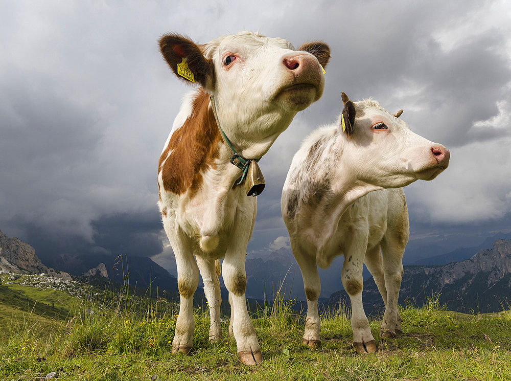 Cows on alpine pasture. Dolomites at Passo Giau. Europe, Central Europe, Italy