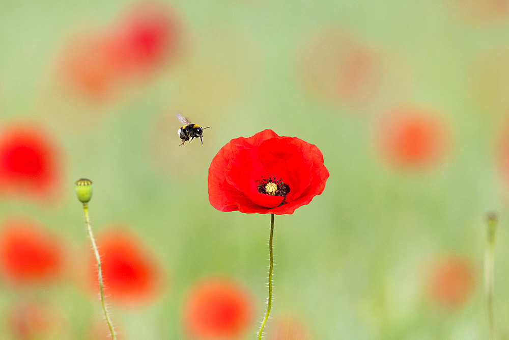 Buff-tailed Bumblebee (Bombus terrestris) pollinator on poppy (Papaver rhoeas) flower, France