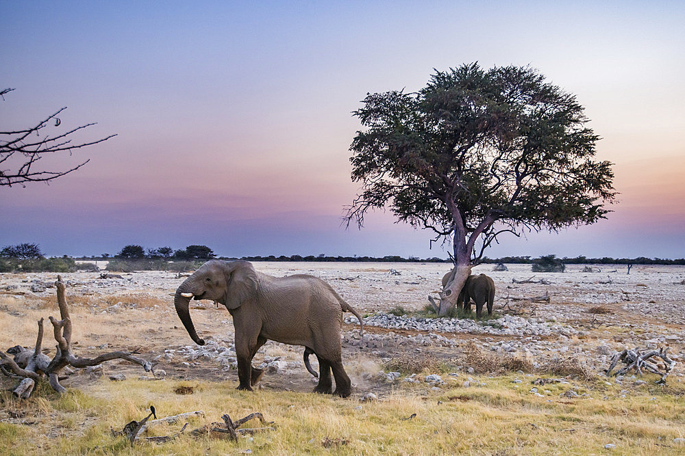 African Elephant (Loxodonta africana) near a tree at Okaukuejo waterhole, sunset setting, Etosha National Park, Namibia