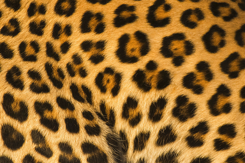 African leopard (Panthera pardus) close-up haircoat, Zelda guest farm, Gobabis, Omaheke, Namibia