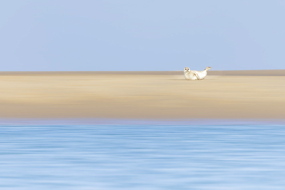 Harbor seal (Phoca vitulina) resting on a sandbank in winter, Opal Coast, France