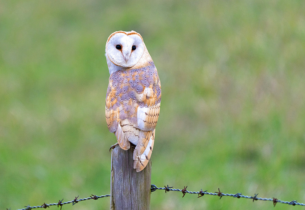 Barn owl (Tyto alba) perched on a post, England