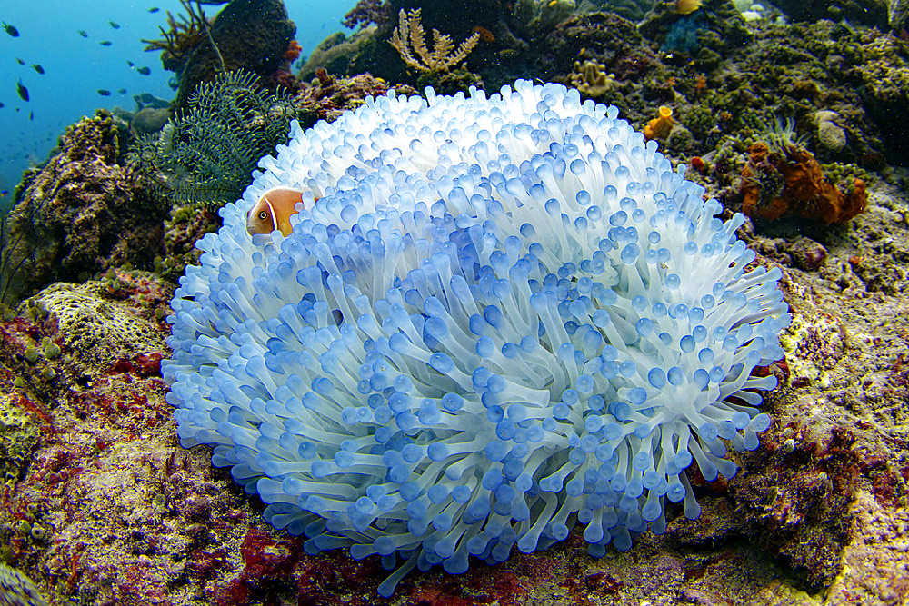 Clownfish with its sea anemone, Raja-Ampat, Indonesia