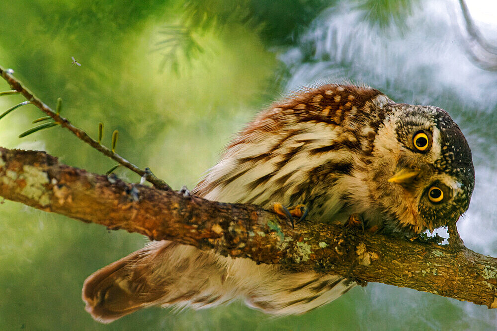 Eurasian Pygmy Owl (Glaucidium passerinum) looking on a branch, Canton of Vaud, Switzerland