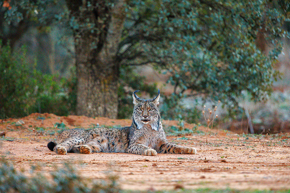 Iberian Lynx (Lynx pardinus) at rest, Finca de Penalajo, Private property supporting the protection of the lynx, Castilla, Spain