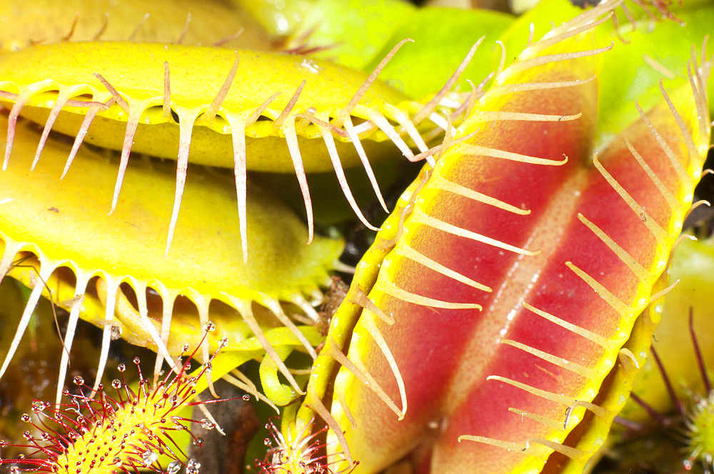 Trap of Venus flytrap (Dionaea muscipula), carnivorous plant native to N Carolina, Jean-Marie Pelt Botanical Garden, Nancy, Lorraine, France