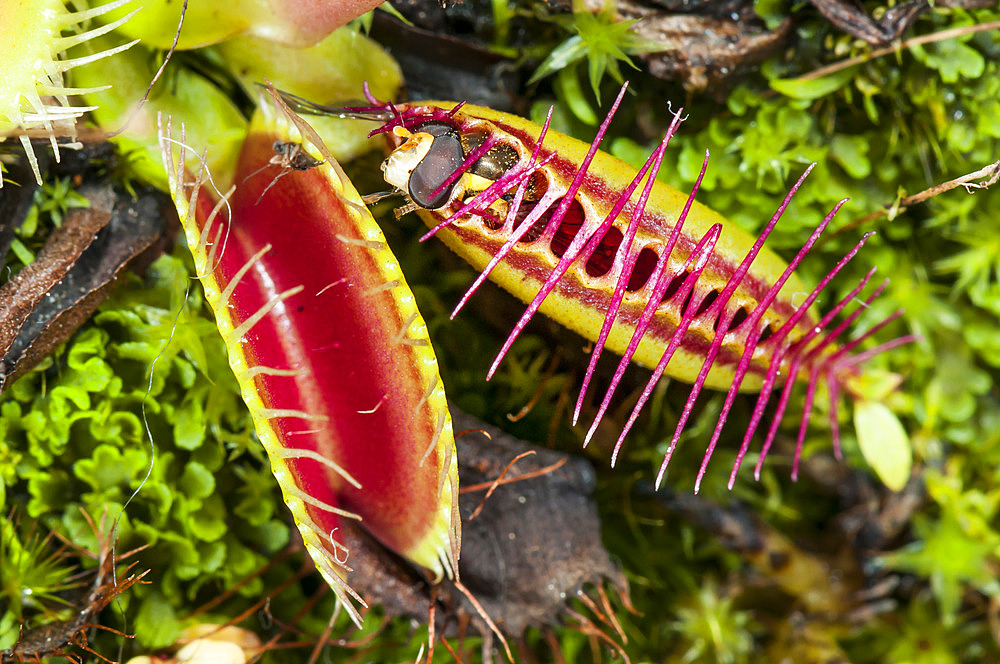 Fly caught in a trap of Venus flytrap (Dionaea muscipula), carnivorous plant native to N Carolina, Jean-Marie Pelt Botanical Garden, Nancy, Lorraine, France