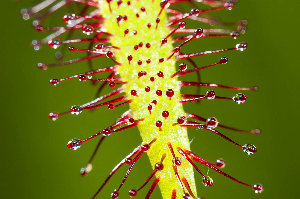 Sundew (Drosera sp) carnivorous plant, Jean-Marie Pelt Botanical Garden, Nancy, Lorraine, France