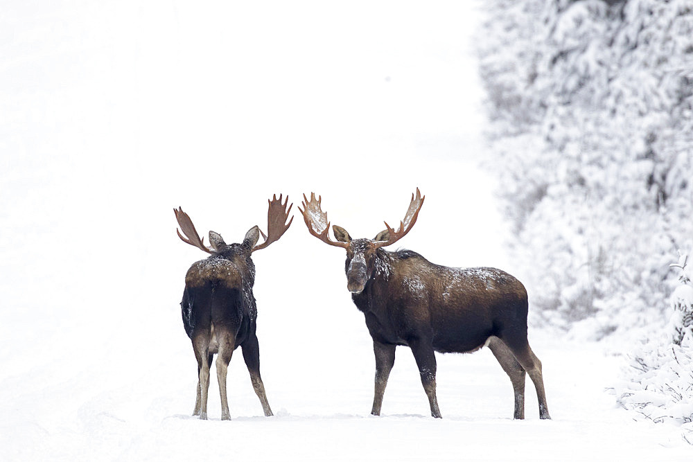 Eastern moose (Alces americanus) males on a snowy forest track after the rutting season. Parc de la Gaspesie. Quebec. Canada