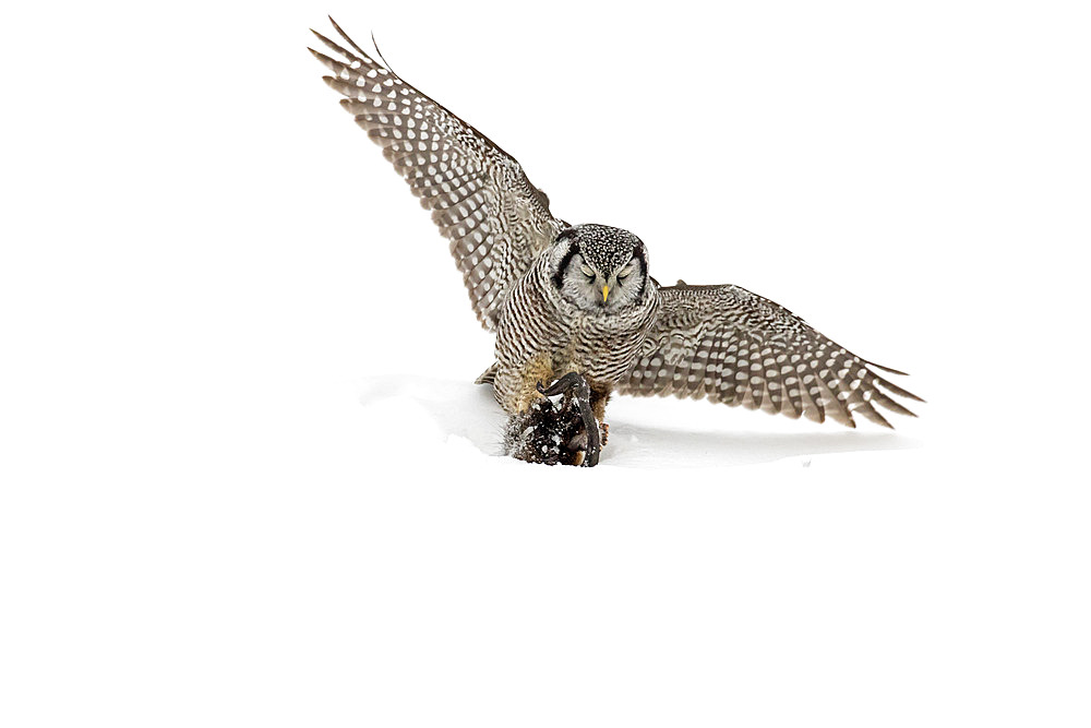 Northen Hawk Owl (Surnia ulula) catching a muskrat in snow. Central Quebec region. Quebec. Canada