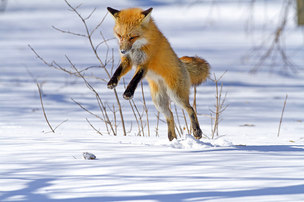 Red fox (Vulpes vulpes) jumping in the air before catching a mouse. Fox on the hunt. Montreal area. Quebec. Canada