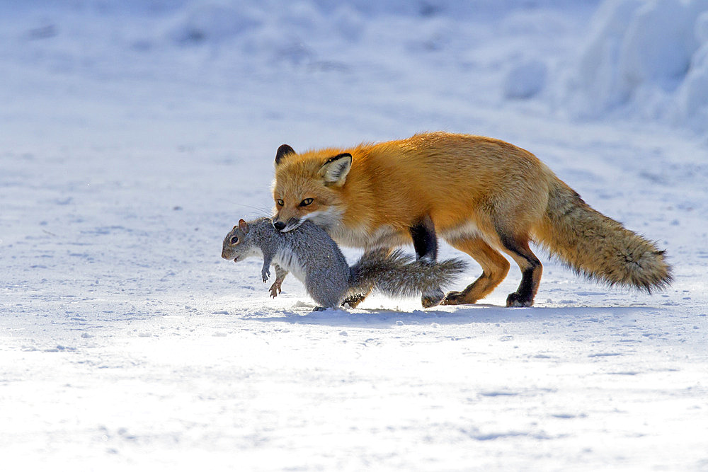 Red fox (Vulpes vulpes) catching an eastern grey squirrel (Sciurus carolinensis), Montreal Botanical Garden. Quebec. Canada