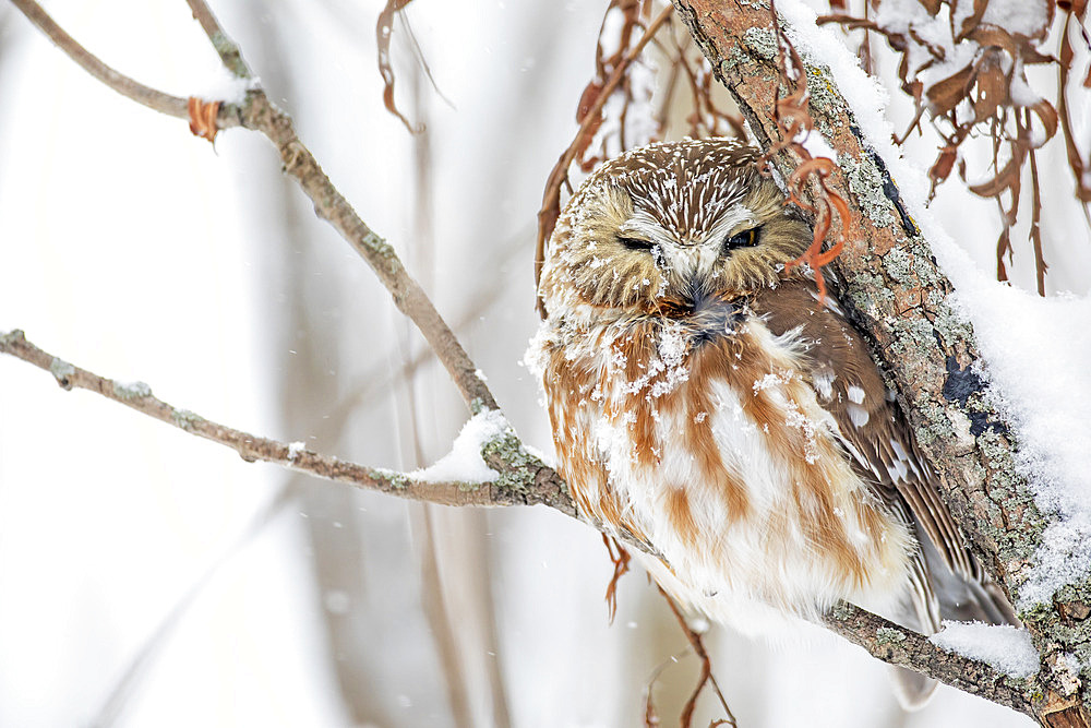 Northern Saw-whet owl (Aegolius acadicus) on a branch after a snowfall. Mauricie region. Quebec. Canada