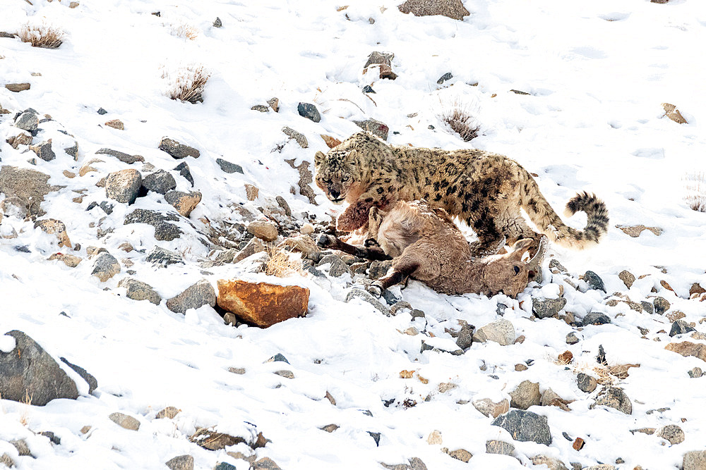 Snow leopard (Panthera uncia) on a female Ibex (Capra sibirica) carcass in the snow, Himalaya, Ladakh, India