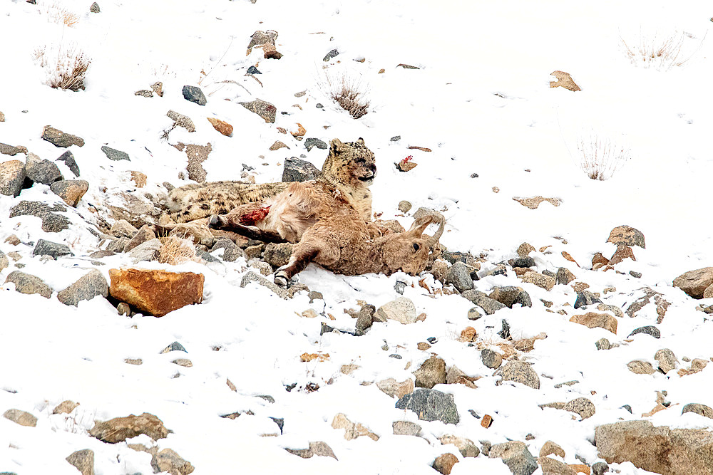 Snow leopard (Panthera uncia) on a female Ibex (Capra sibirica) carcass in the snow, Himalaya, Ladakh, India