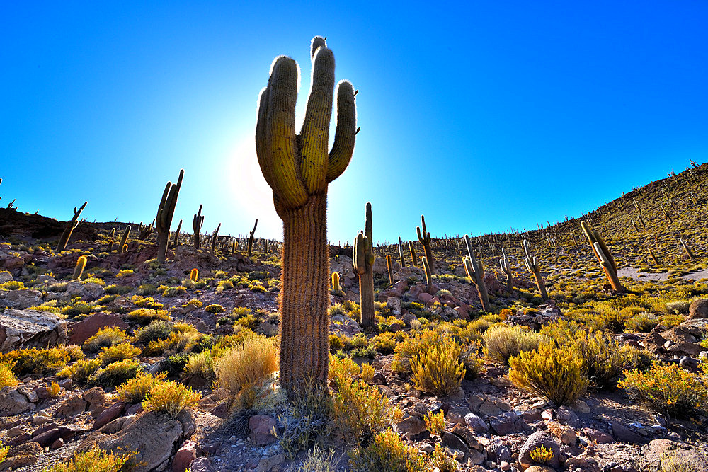 Atacama columnar cactus (Echinopsis atacamensis subsp. pasacanaor or Trichocereus pasacana), Isla del Pescado, Salar d'Uyuni, Altiplano, Bolivia.