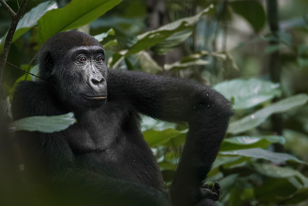 Western lowland gorilla (Gorilla gorilla gorilla) in Marantaceae forest. Odzala-Kokoua National Park. Cuvette-Ouest Region. Republic of the Congo