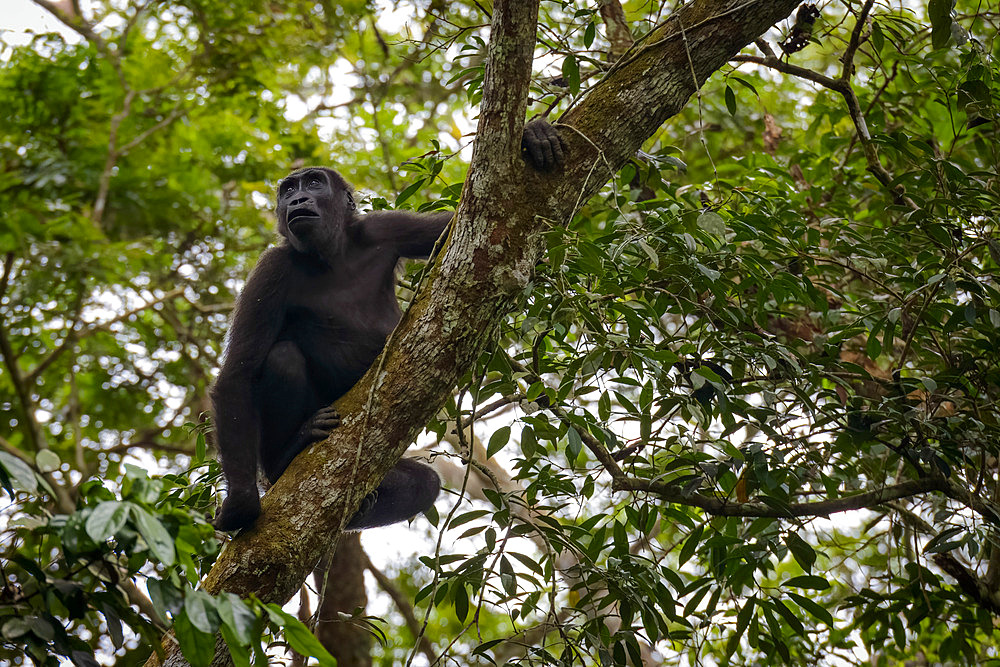 Western lowland gorilla (Gorilla gorilla gorilla) in tree. Odzala-Kokoua National Park. Cuvette-Ouest Region. Republic of the Congo