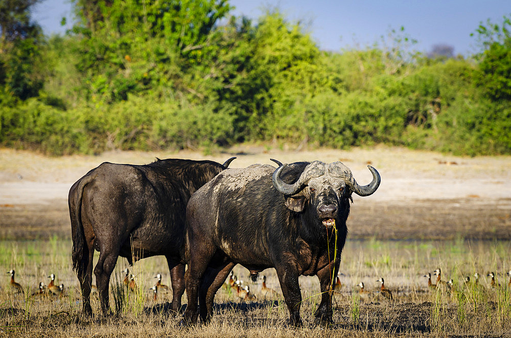 Cape buffalo (Syncerus caffer caffer) on the edge of the Chobe River, Kasane. Botswana