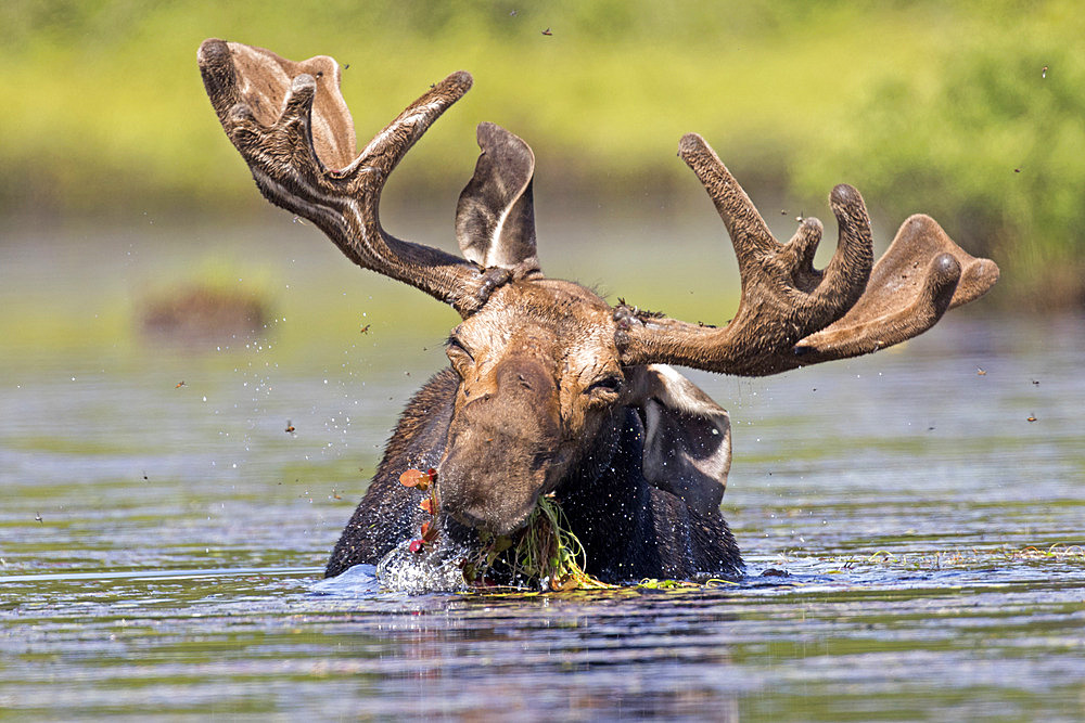 Male moose (Alces alces) feeding on aquatic plants in a lake. La Mauricie National Park. Quebec. Canada