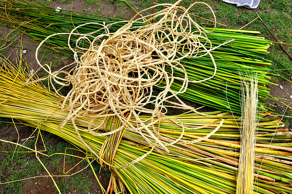 Totora (Schoenoplectus californicus subsp. tatora) used by the Aymaras, Lake Titicaca, Bolivia