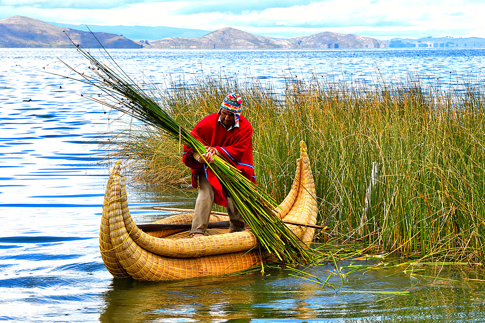 Aymara harvesting totora (Schoenoplectus californicus subsp. tatora) with a knife attached to a stick. Lake Titicaca, Bolivia