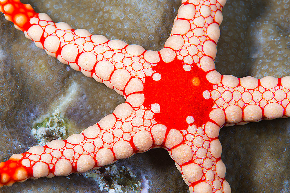 Necklace starfish or tiled starfish (Fromia monilis), coral reef. Ari Atoll, Maldives. Marine ecosystem. Indian Ocean.