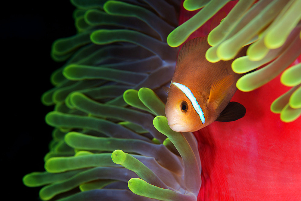 Yellowtail clownfish (Amphiprion nigripes) protecting itself in its anemone. symbiosis, mutualism. Maldiva's Islands, Indian Ocean.