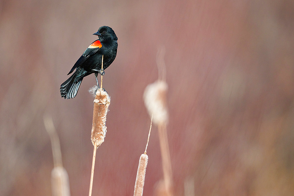 Red-winged Blackbird (Agelaius phoeniceus) male on a cattail in a marsh, Saguenay lac St Jean region, Quebec, Canada