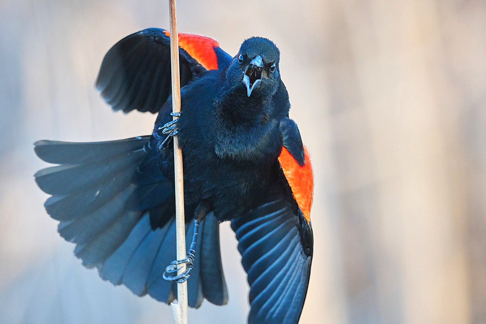 Red-winged Blackbird (Agelaius phoeniceus) male singing on a cattail in a marsh, Saguenay lac St Jean region, Quebec, Canada