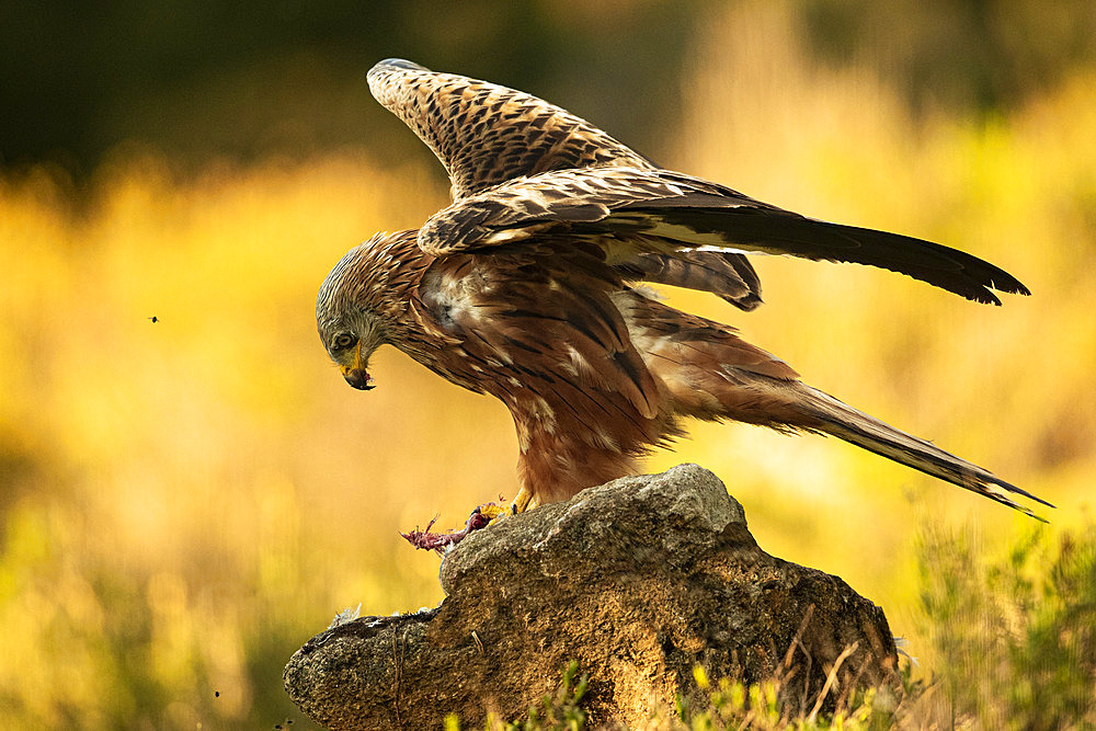 Red Kite (Milvus milvus) eating on a rock, province of Toledo, Spain