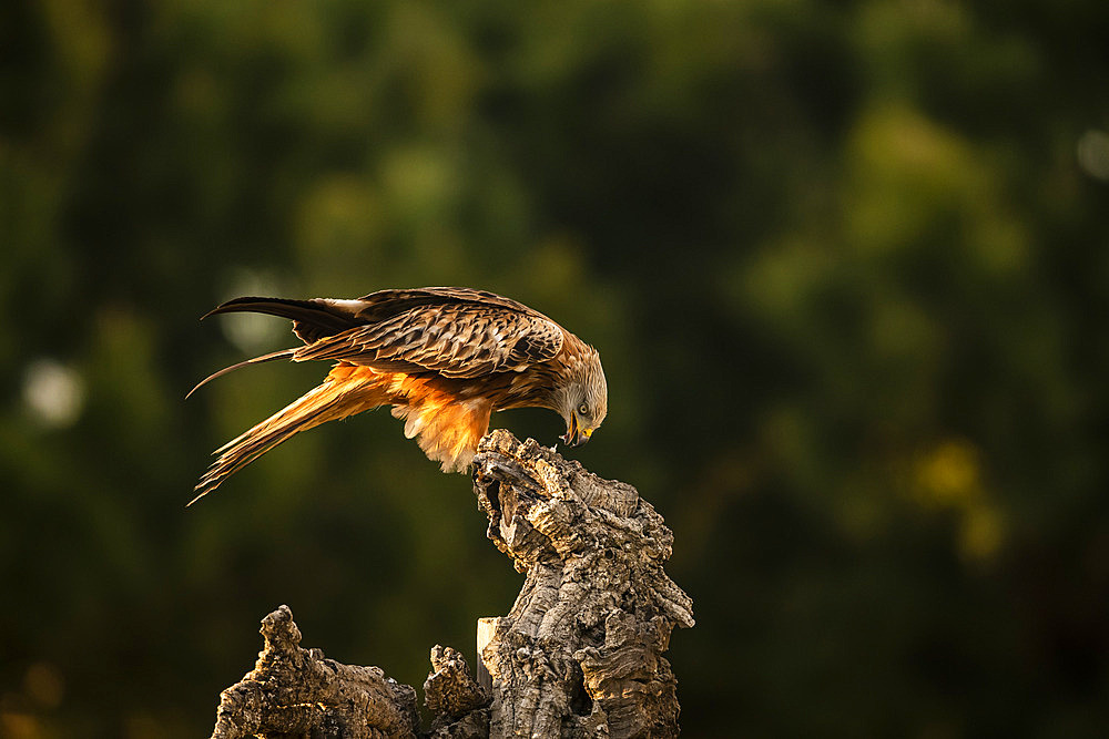 Red Kite (Milvus milvus) eating on a stump, province of Toledo, Spain