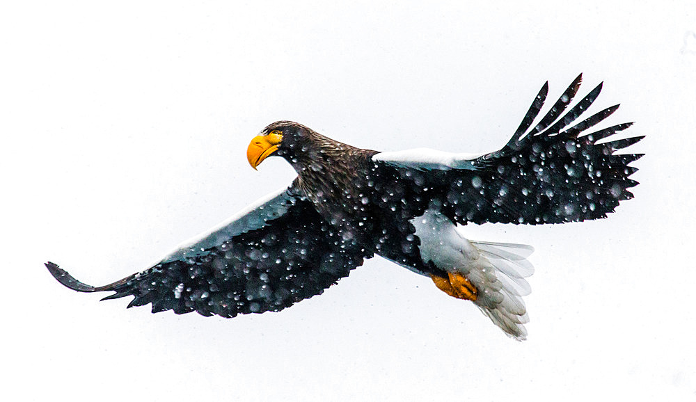 Steller's sea eagle (Haliaeetus pelagicus) in flight on background sky. Japan. Hakkaydo. Shiretoko Peninsula. Shiretoko National Park.