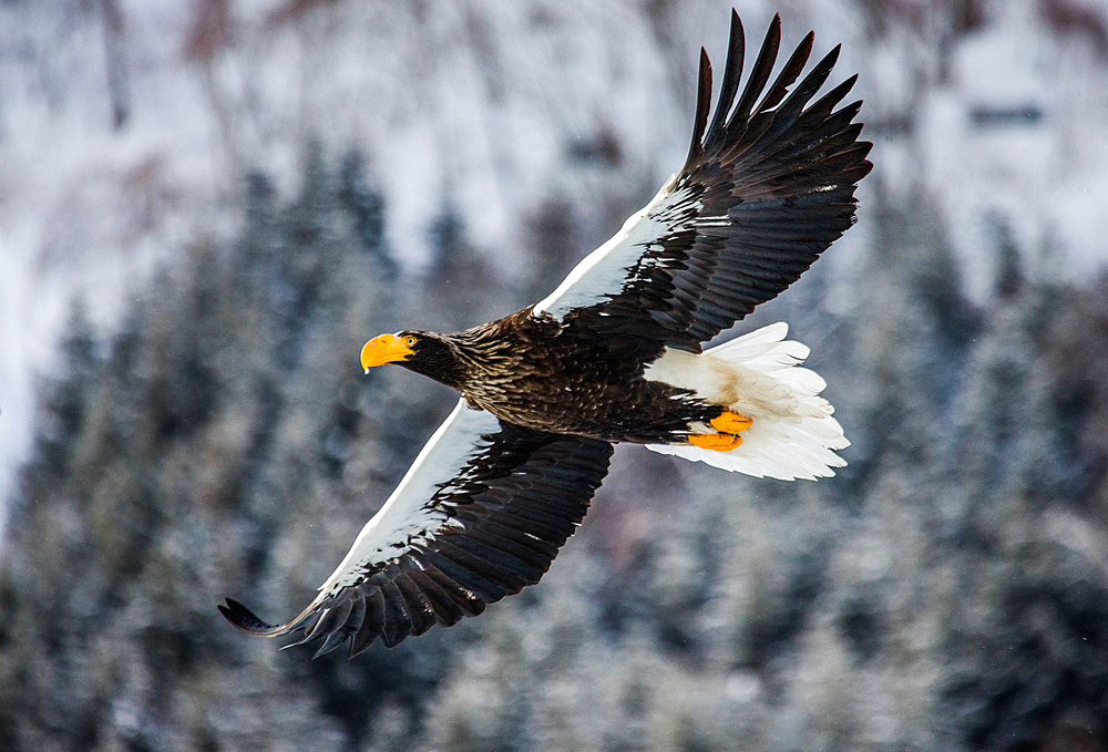 Steller's sea eagle (Haliaeetus pelagicus) in flight on background of snowy hills. Japan. Hakkaydo. Shiretoko Peninsula. Shiretoko National Park.