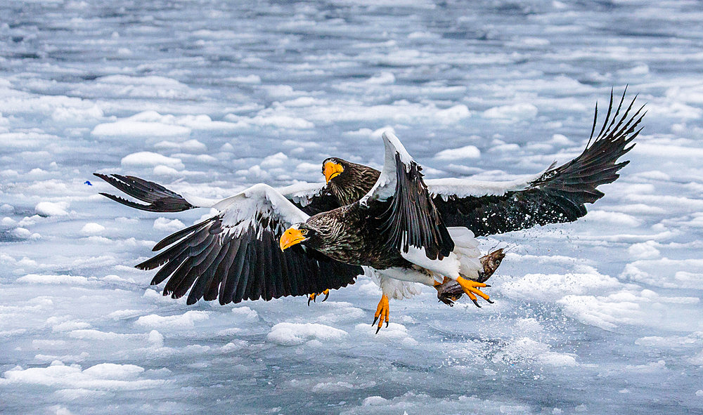 Two Steller's sea eagles (Haliaeetus pelagicus) are sitting on the ice with prey in its claws. Japan. Hakkaydo. Shiretoko Peninsula. Shiretoko National Park.